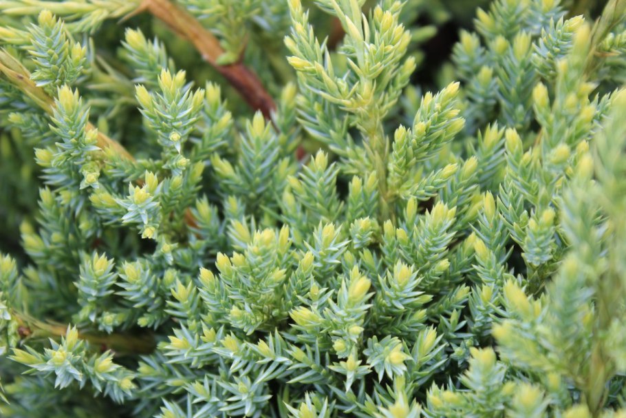 Туя Еллоу Риббон в ландшафтном дизайне с хвойными