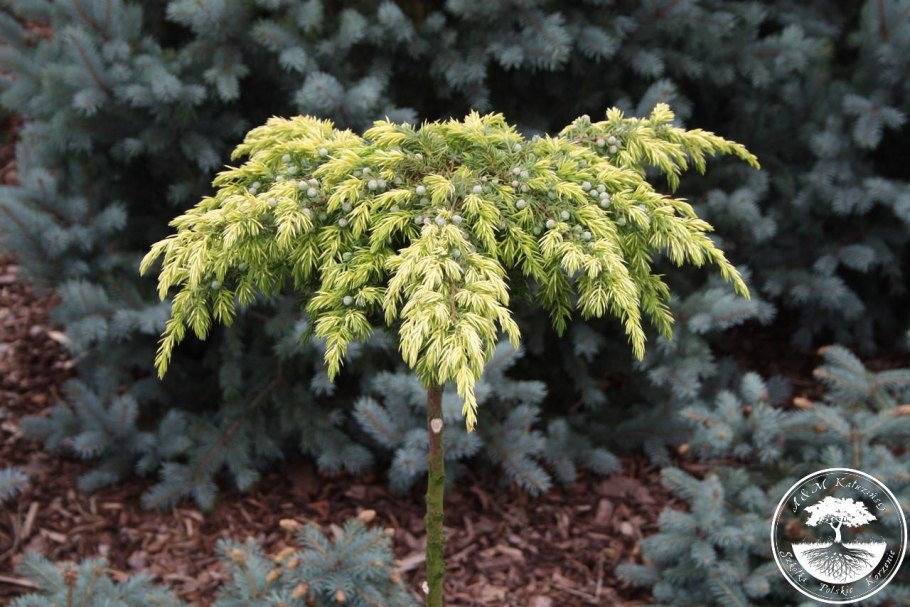 Можжевельник Gold Star