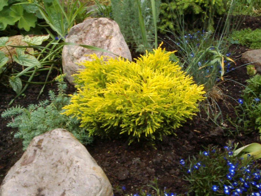 Можжевельник Винтер Блю