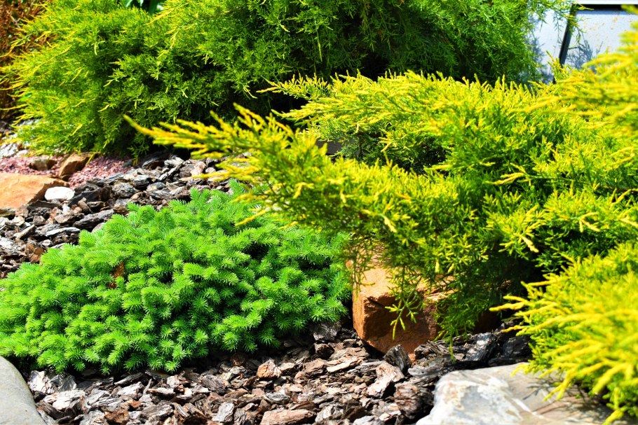 Можжевельник голден карпет