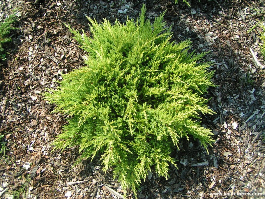 Можжевельник Пфитцериана 'Gold Star'