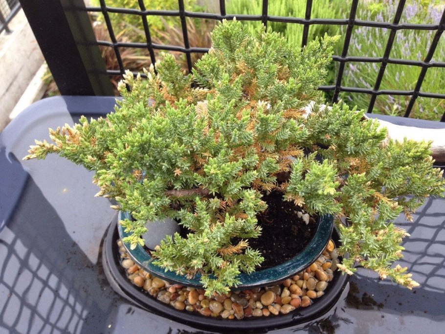 Можжевельник прокумбенс нана