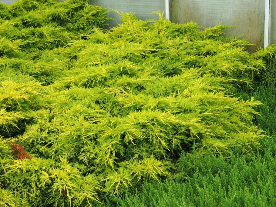 Можжевельник пфитцериана ауреа