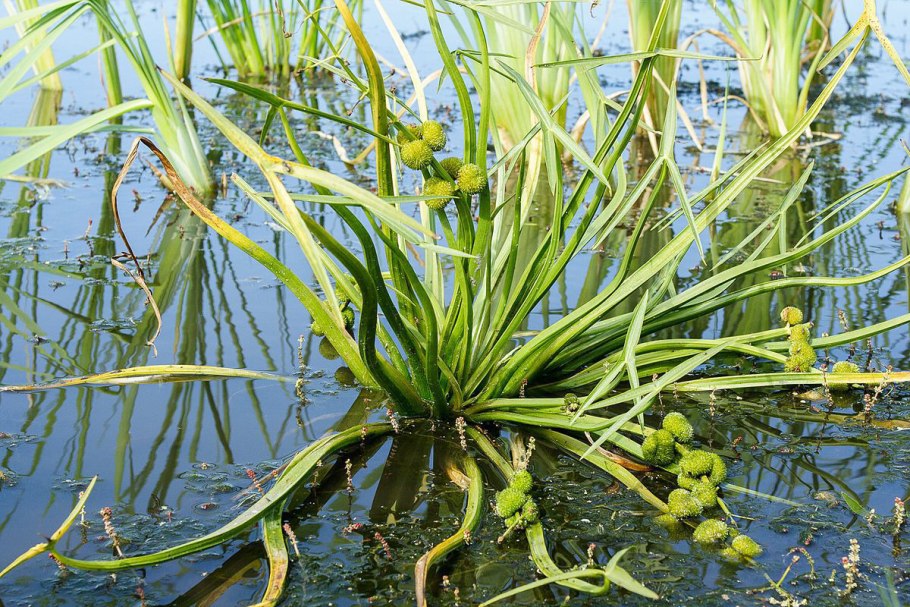 Scirpus lacustris l. камыш Озерный