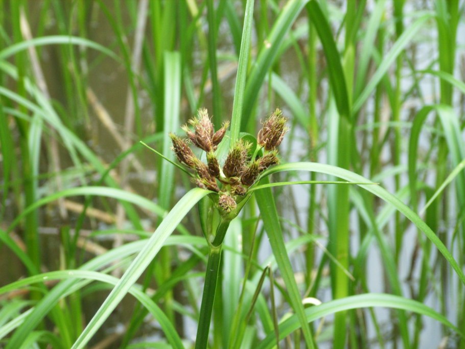 Сеслерия голубая (Sesleria caerulea)