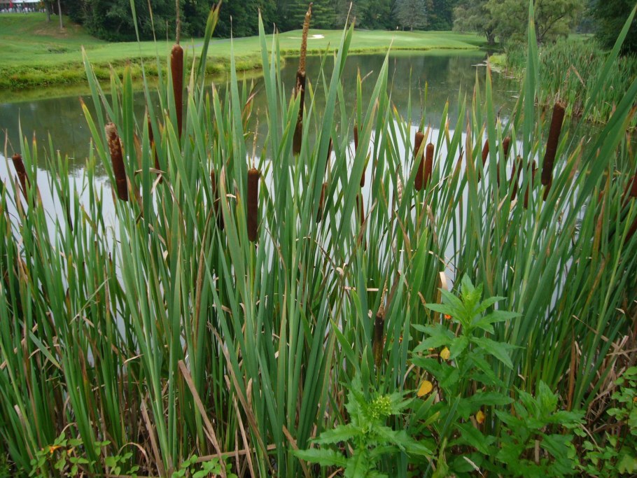 Осока волосистоплодная Carex lasiocarpa