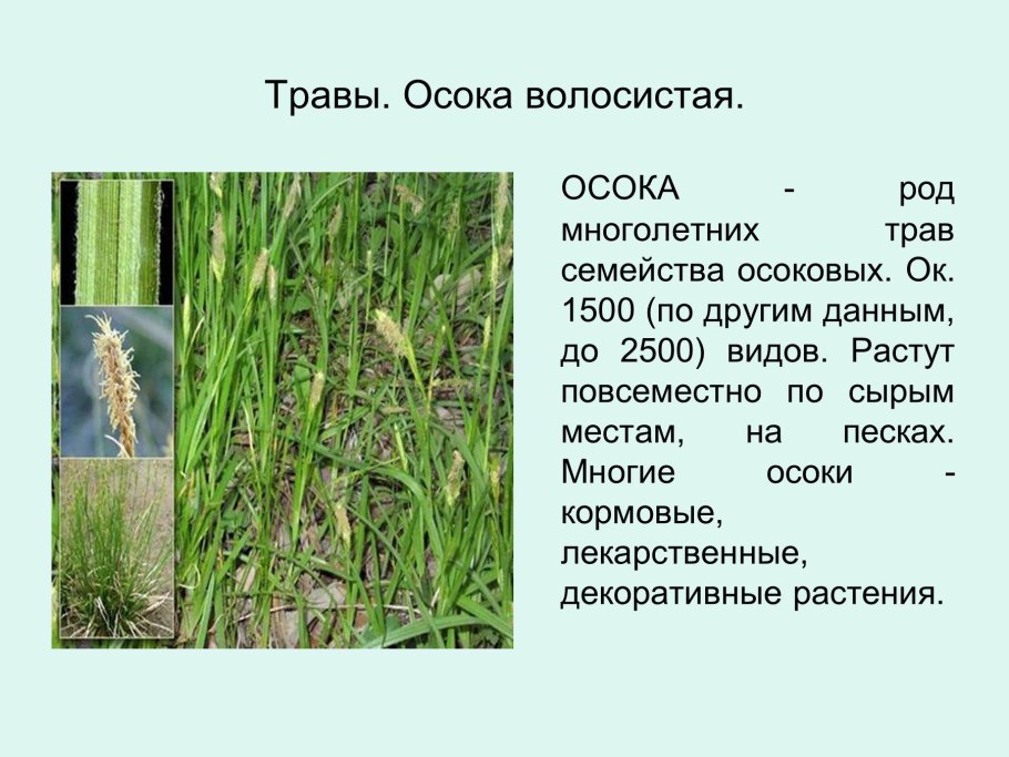 Осока прямостоячая