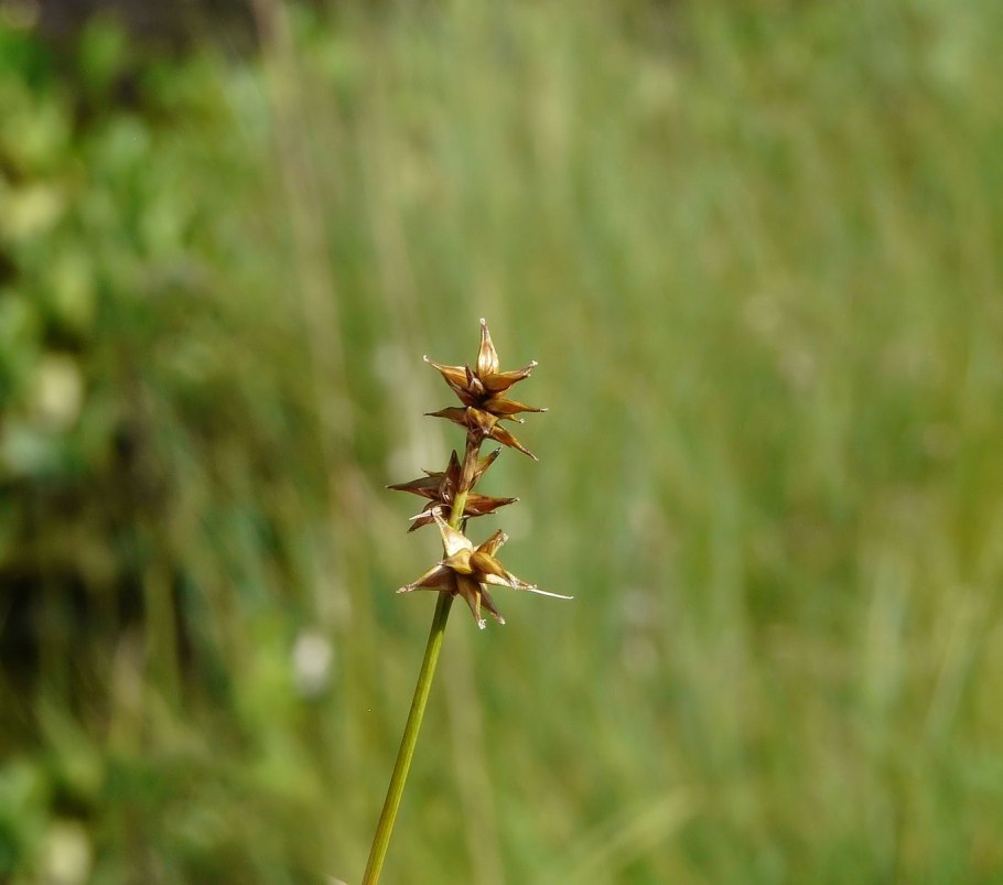 Carex колодки