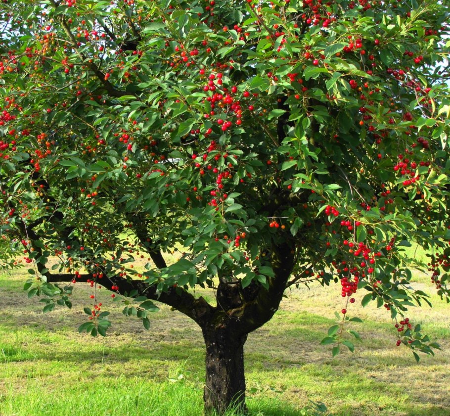 Вишня Шакировская