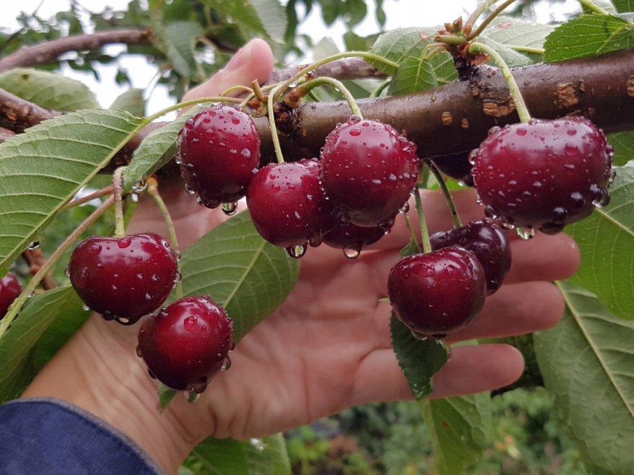 Вишня дерево