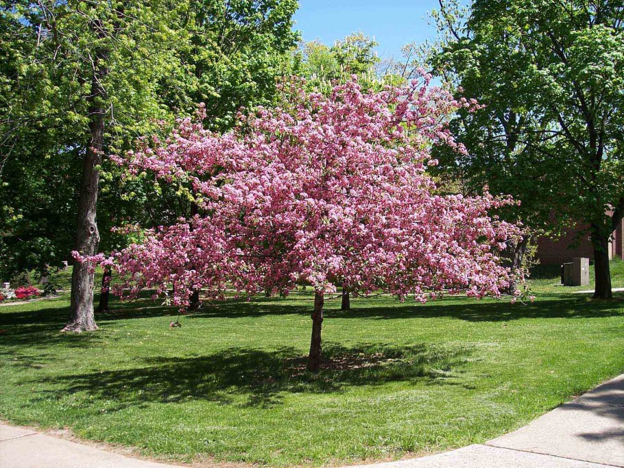 Вишня дерево в саду