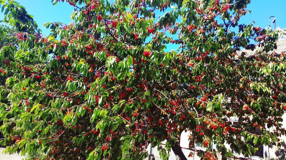 Черешня в Узбекистане на дереве