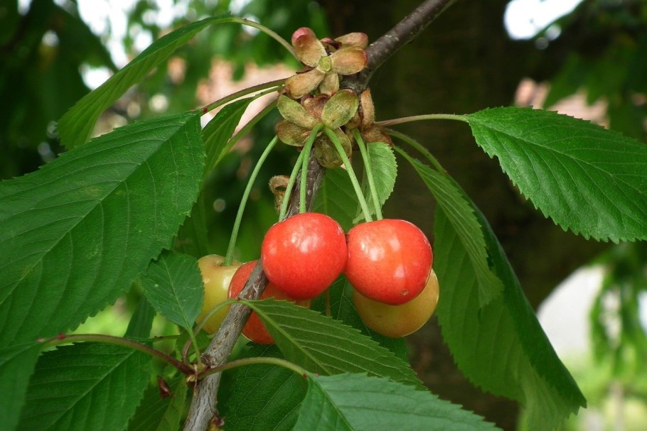 Многосортовые яблони