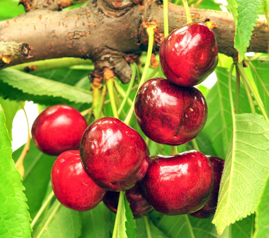 Черешня сорта крупноплодная