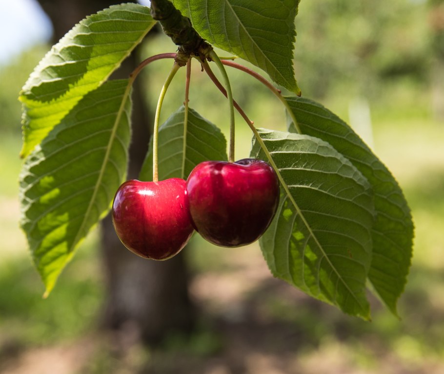 Черешня дерева азербайджанский