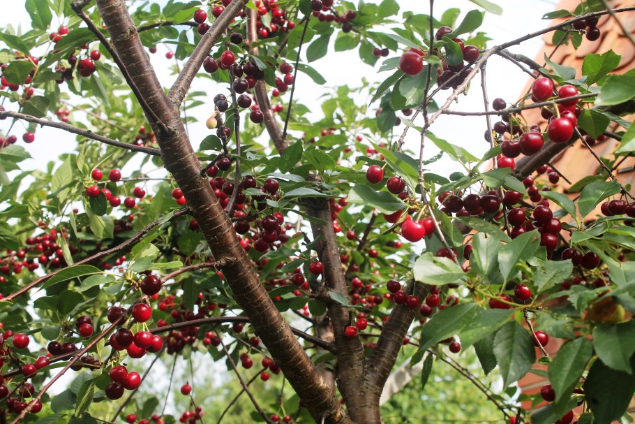 Вишня владимирская