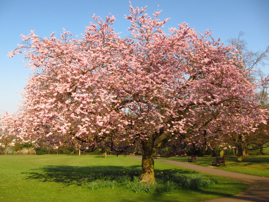 Вишня Шпанка Харитоновская