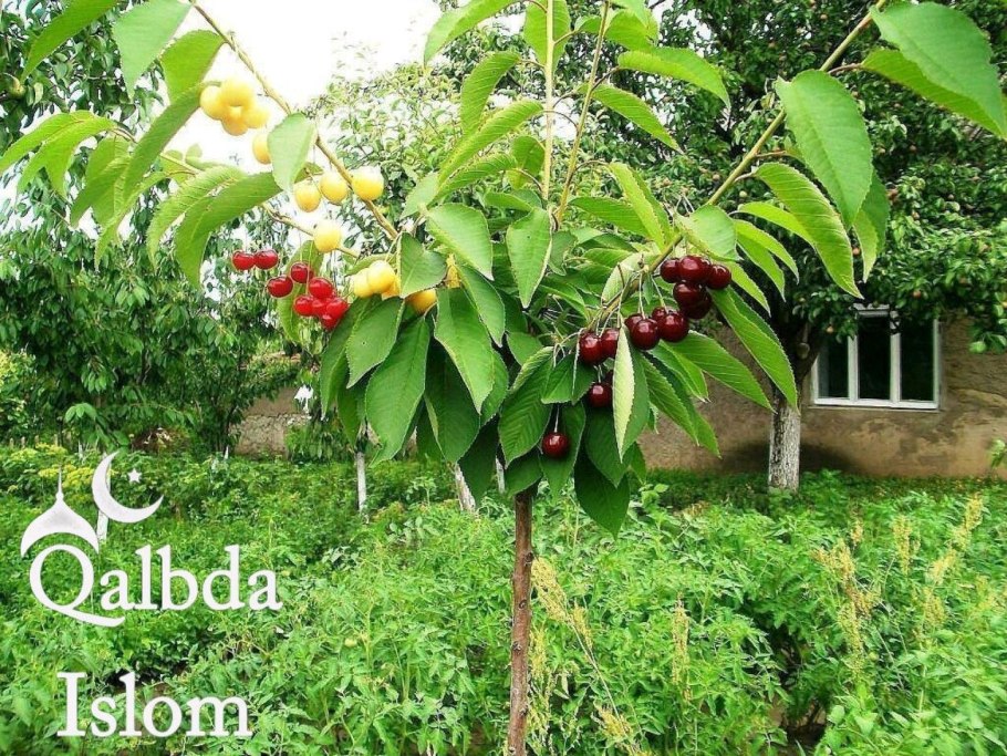 Вишня обыкновенная дерево