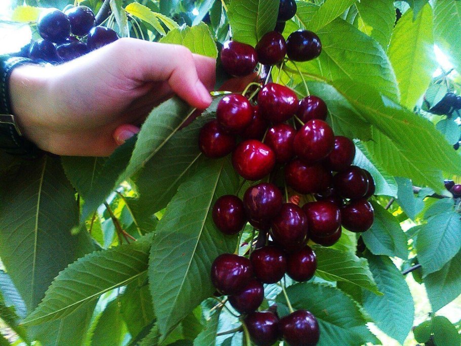 Черешня колоновидная хелена