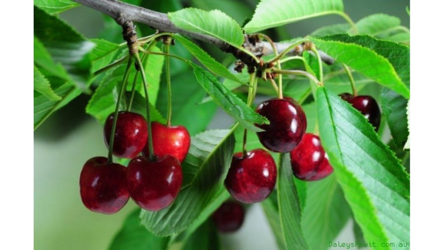 Черешня на Украине