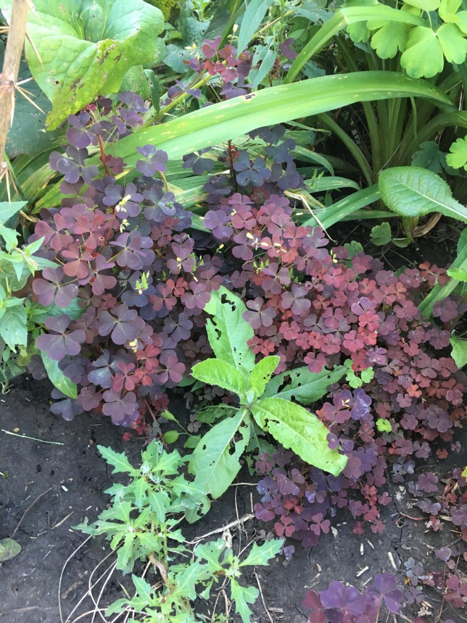 Фиолетовый сорняк в огороде