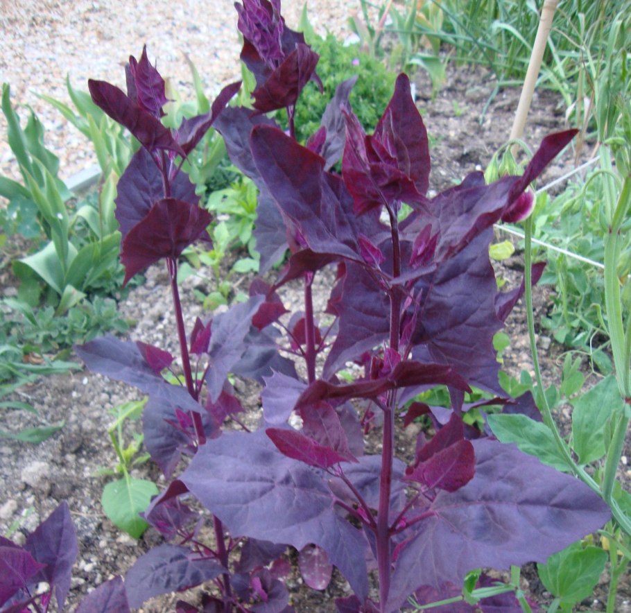 Атриплекс садовый лебеда Садовая