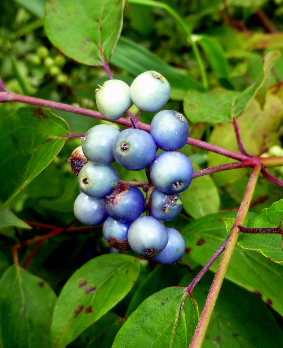 Радужный пурпурный гриб Elaeomyxa Cerifera
