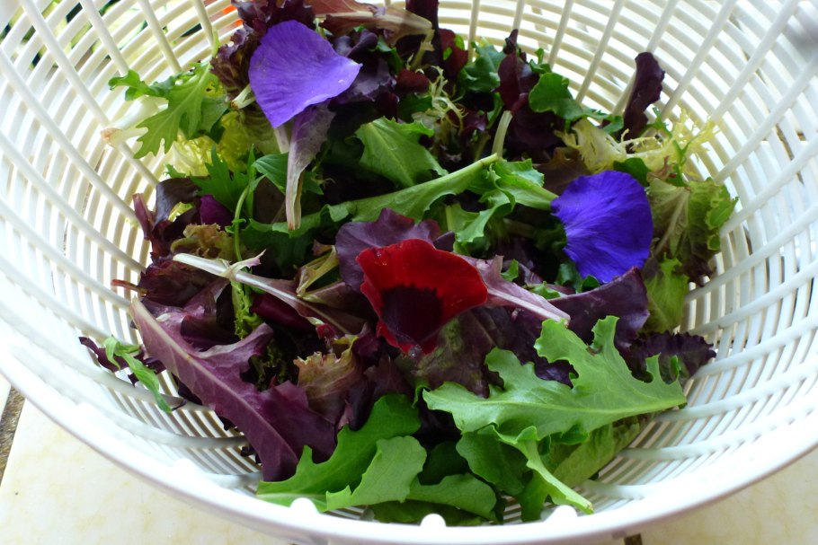 Лаконос американский антрацит