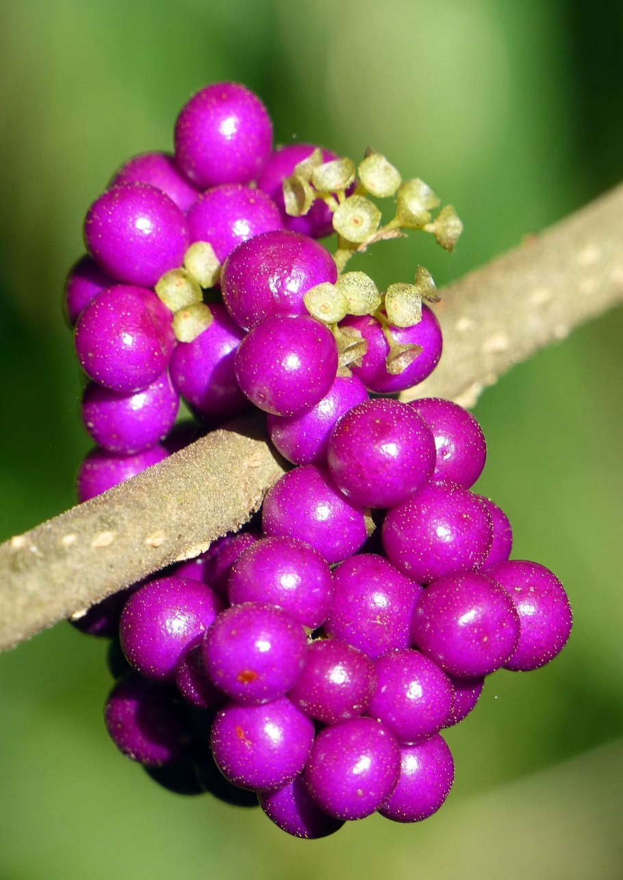 Ягодный кустарник Гойя