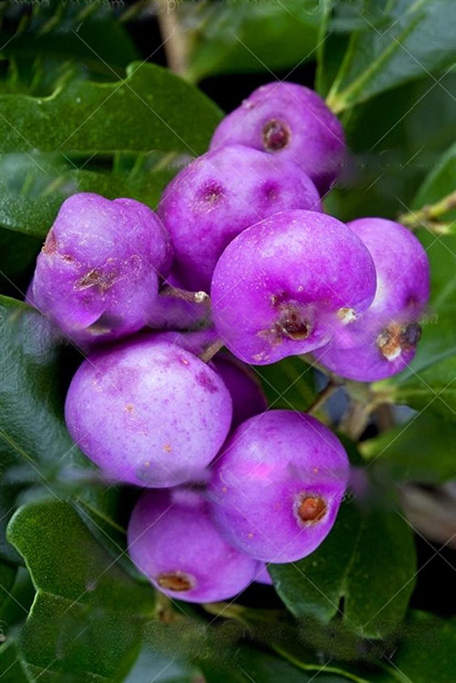 Атриплекс садовый лебеда Садовая