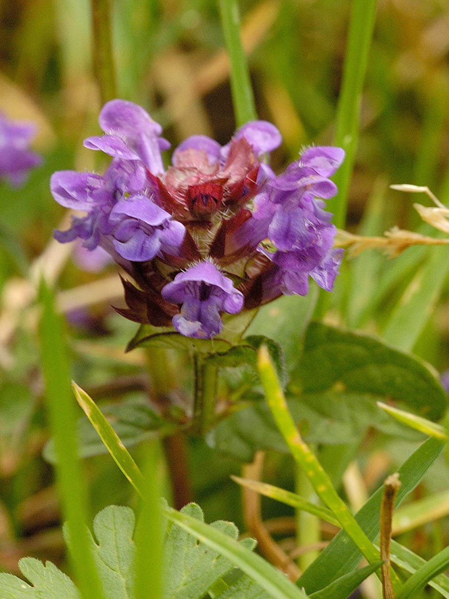 Артишок чертополох