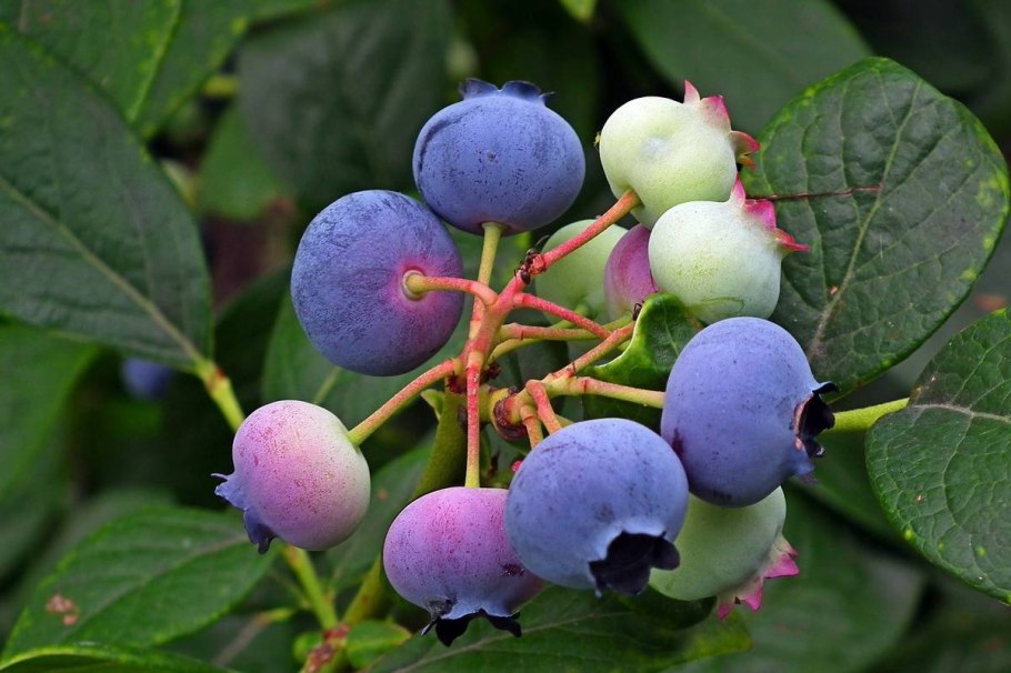 Кустарниковые ягоды