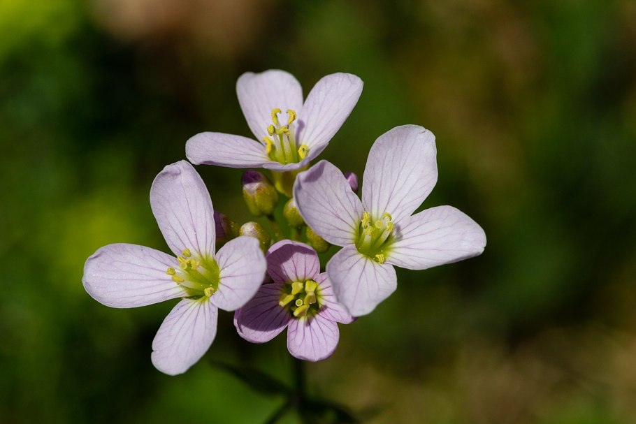Cardamine pratensis