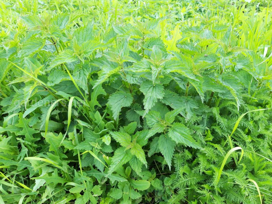 Листик крапивы