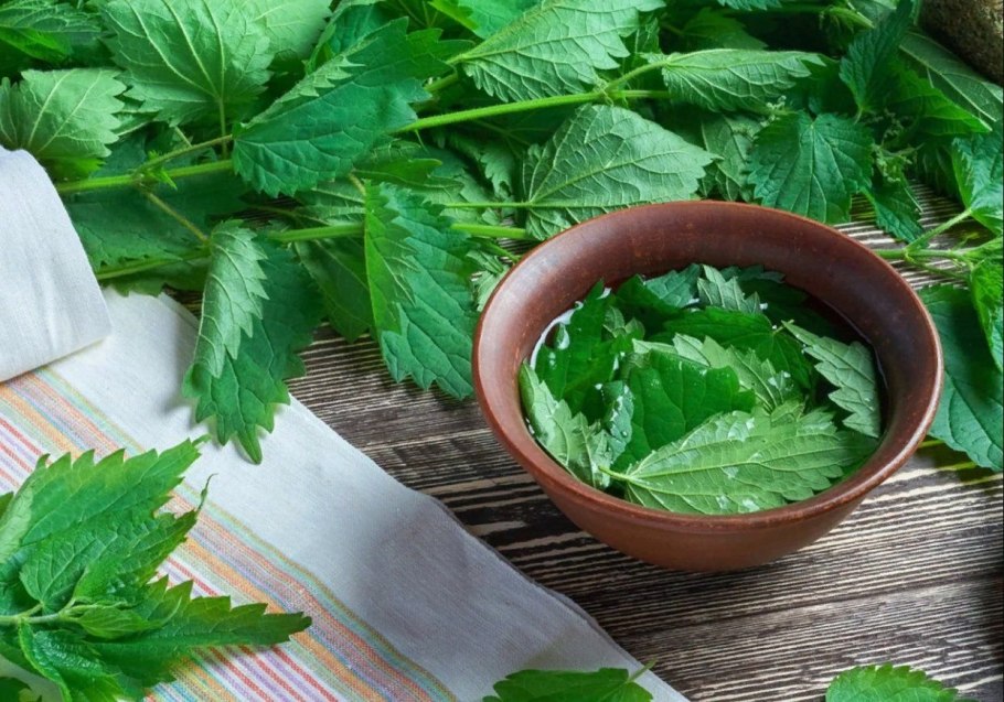 Кариус крапива