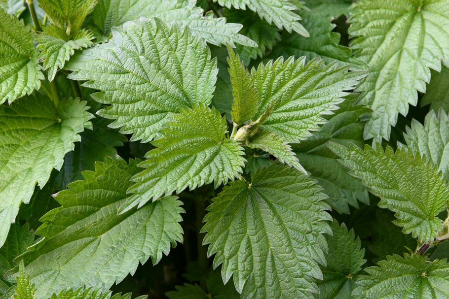 Крапива в магии