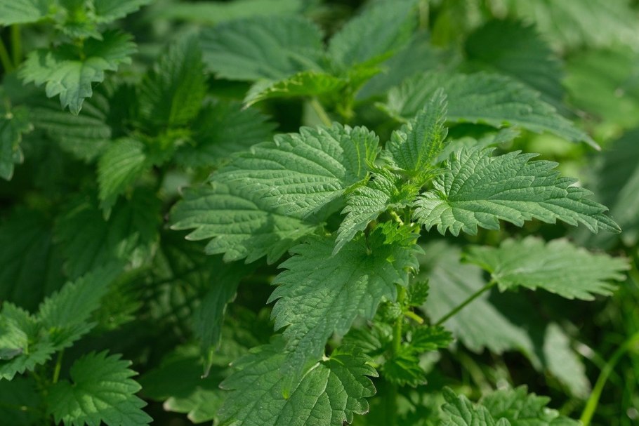 Крапива двудомная женские соцветия