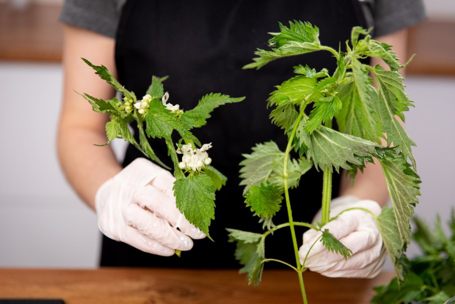 Крапива двудомная рисраст