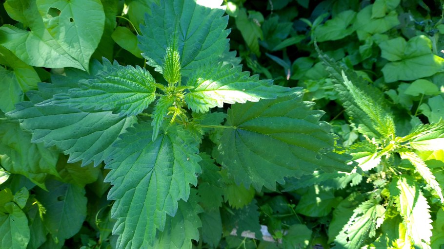 Алтайская крапива