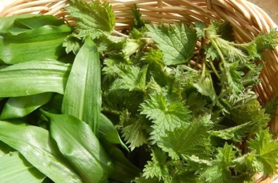 Крапива плосколистная