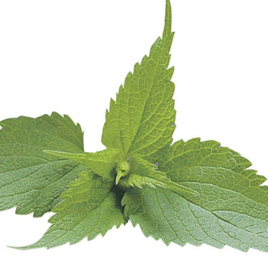 Смешная крапива