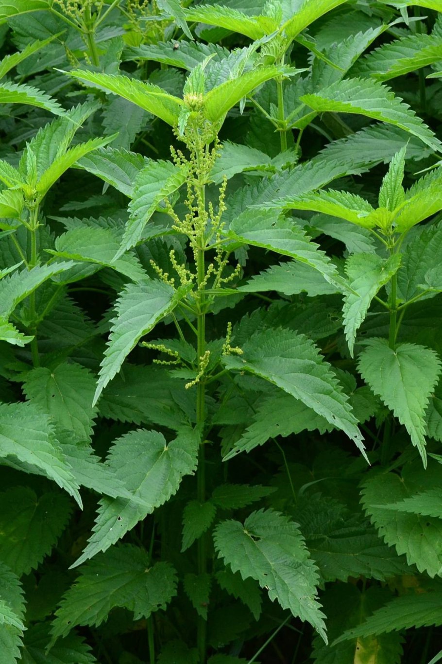 Крапива двудомная (Urtica dioica)