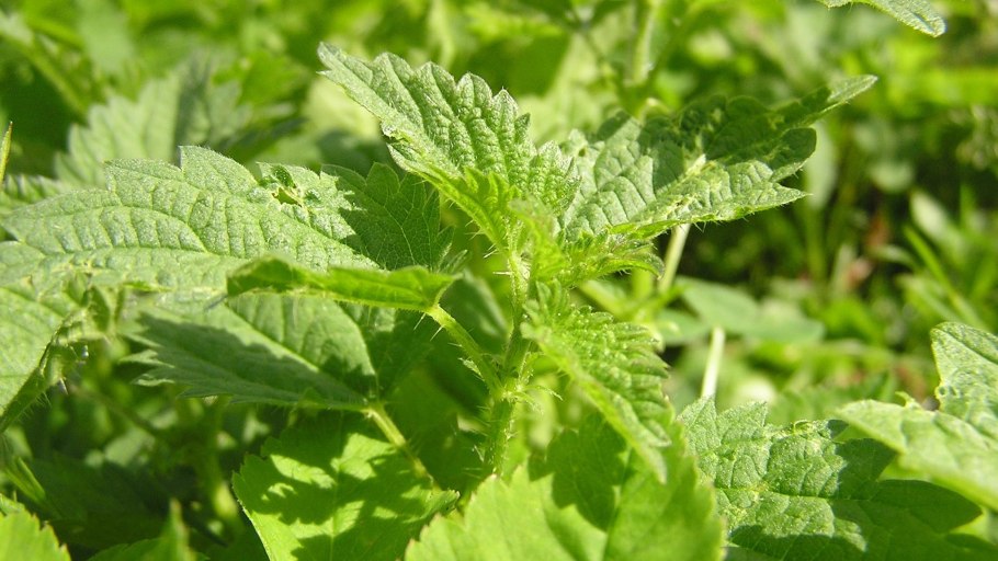 Крапива двудомная крапива коноплевая