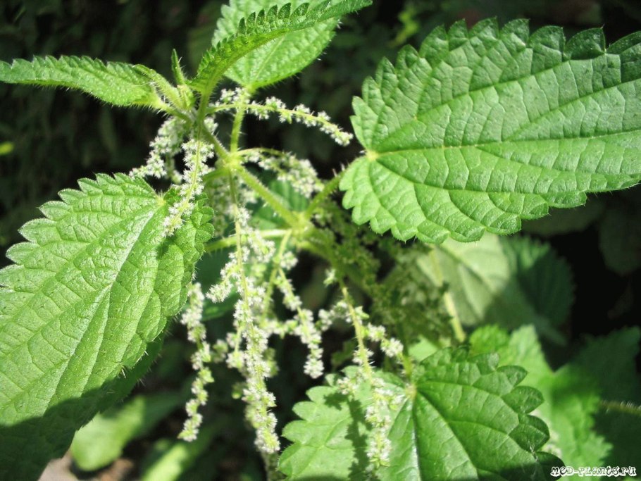 Опасная крапива