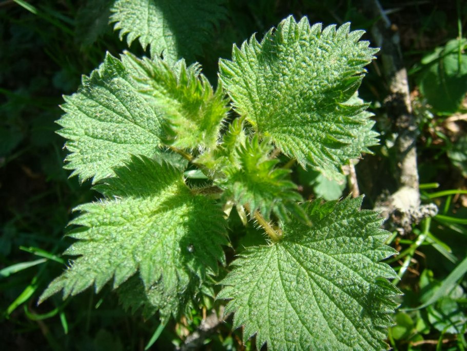 Крапива Киевская (Urtica Kioviensis)
