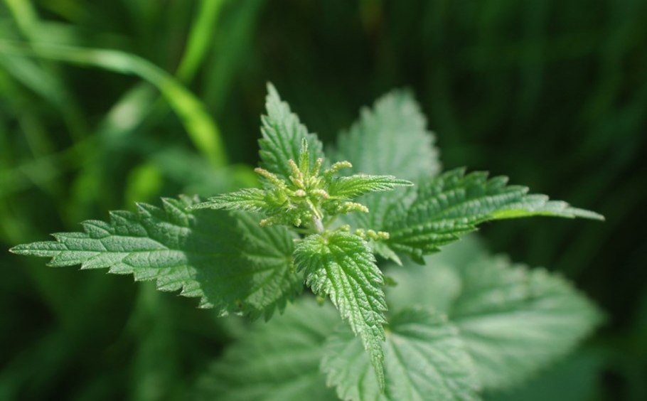 Крапива двудомная