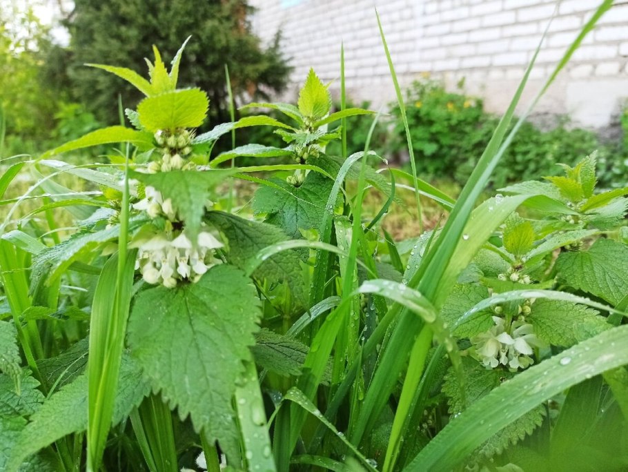 Крапива секрет