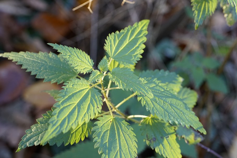 Крапива ползучая