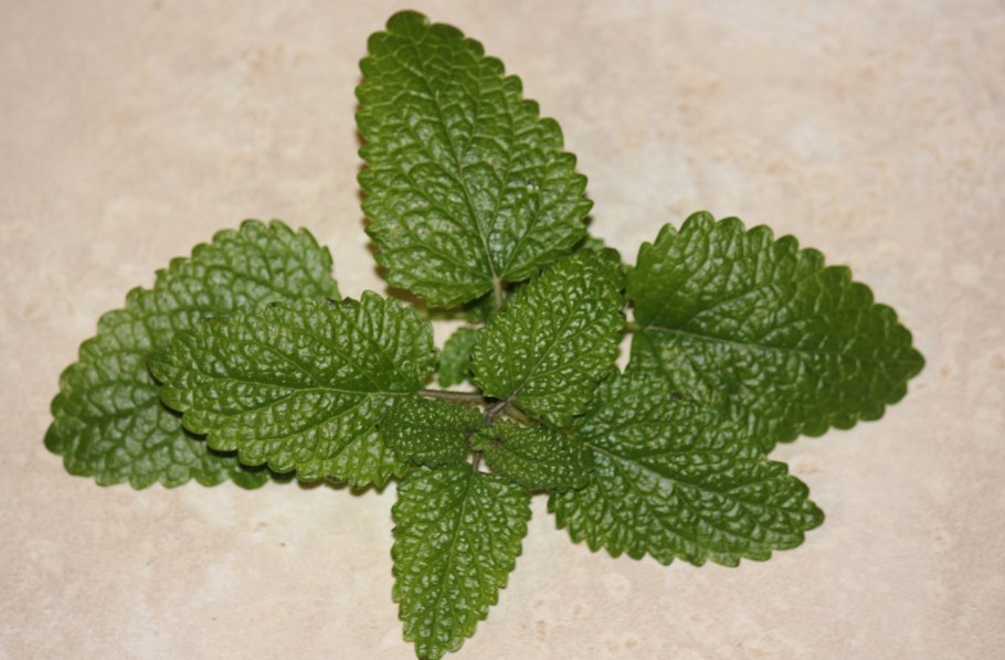 Мелисса лекарственная Lemon Balm