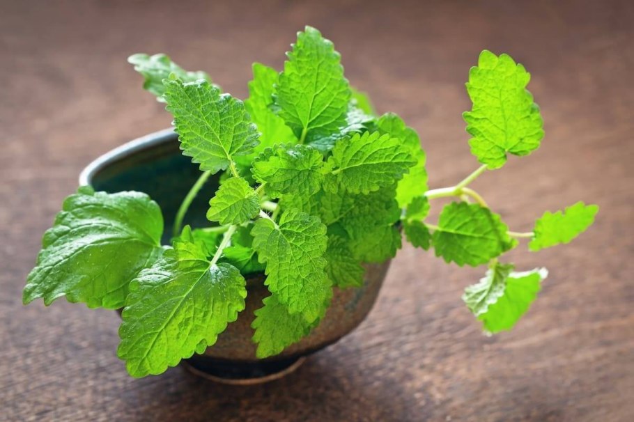 Мелисса лимонник